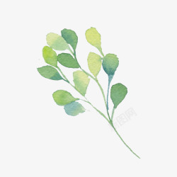 青翠欲滴茂盛的绿色幸运草高清图片