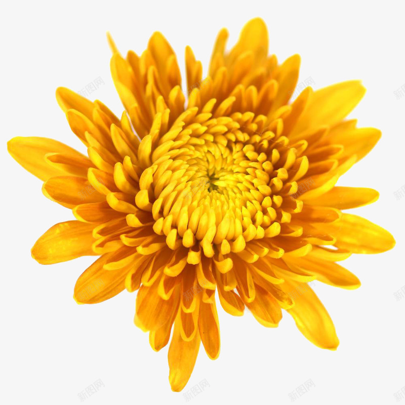 菊花特写png免抠素材_88icon https://88icon.com daisy 大丽花 实物 枸杞菊花 植物 法国蜡菊 花 花瓣 菊花图案 菊花特写 雏菊 鲜明