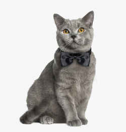 动物折纸摄影实物一只灰色的带蝴蝶结的猫高清图片