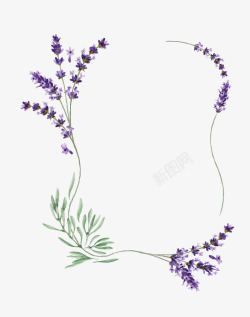 紫色字框手绘紫色薰衣草花框高清图片
