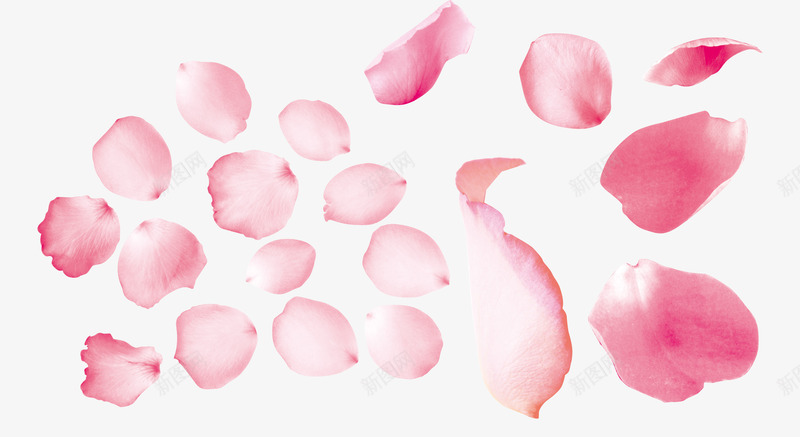 粉色玫瑰花瓣装饰png免抠素材_88icon https://88icon.com 玫瑰 粉色 花瓣 装饰