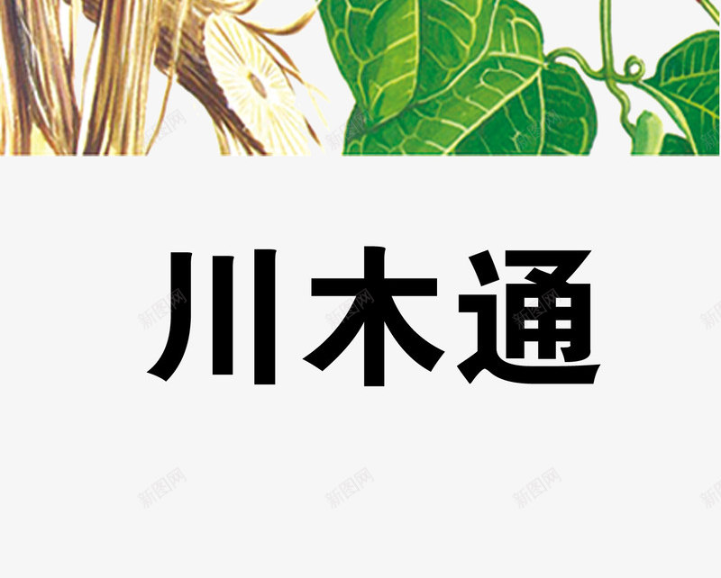 川木通png免抠素材_88icon https://88icon.com 中药 医疗保健 本草纲木 百草 草药 药材