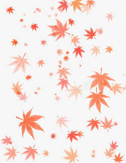 秋天枫树枫叶高清图片