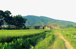 乡村稻田山脚下的村庄高清图片
