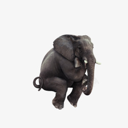 坐着的大象大象高清图片