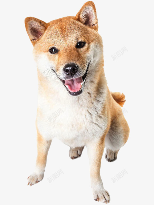 侧着透微笑的宠物狗png免抠素材_88icon https://88icon.com 动物 可爱的宠物 吐舌头 图案 宠物 张嘴 张大嘴巴笑的狗 微笑 狗笑 萌宠