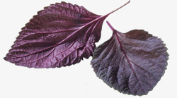 双子叶植物紫色的叶子高清图片