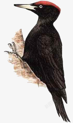 黑色啄木鸟素材