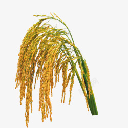 金色稻谷稻谷稻米稻穗大米禾稻高清图片