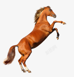 马背实物奔腾的马高清图片