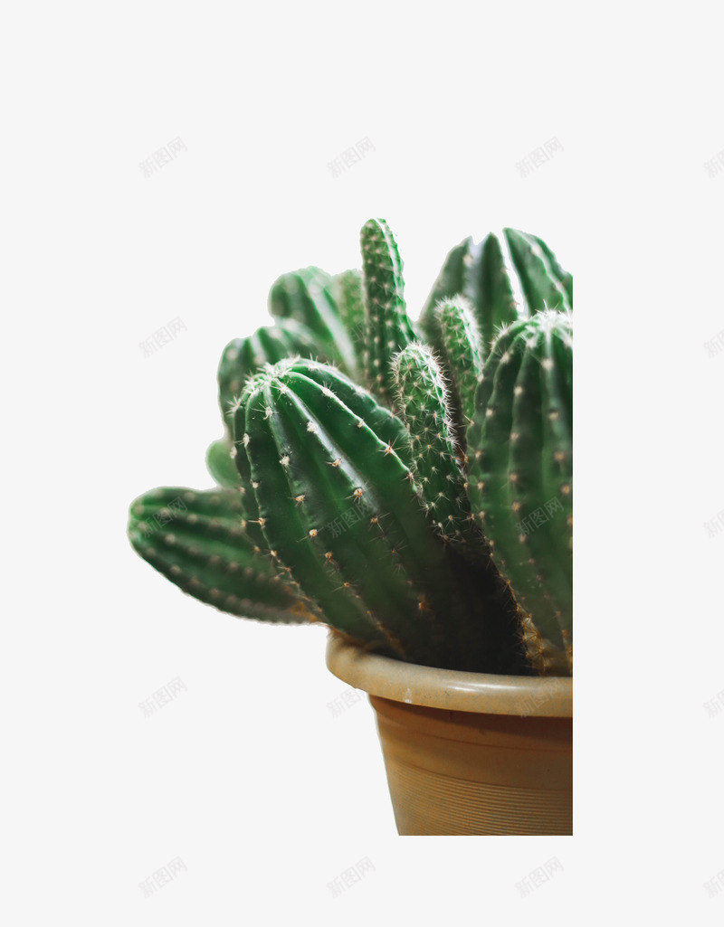 绿色植物春天仙人掌简约psd免抠素材_88icon https://88icon.com 仙人掌 春天 植物 简约 绿色