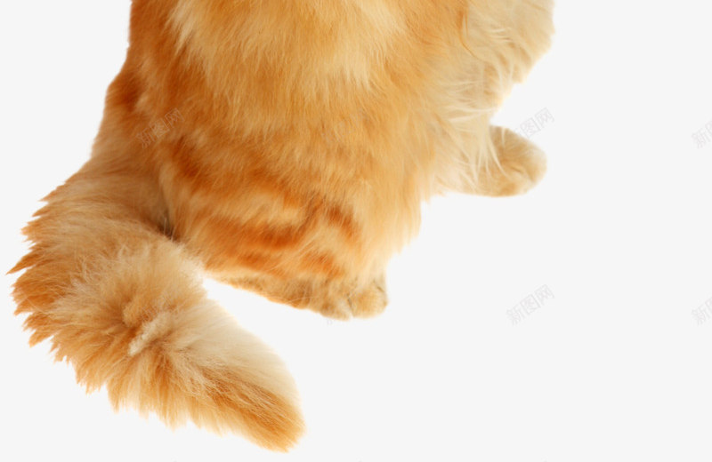 站立的黄毛猫咪实物图png免抠素材_88icon https://88icon.com 动物 可爱的 实物图 尾巴 毛发 猫咪 站立