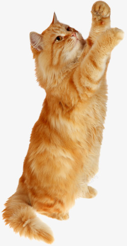 黄毛站立的黄毛猫咪实物图高清图片