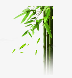绿色植物竹子竹叶竹树竹子高清图片