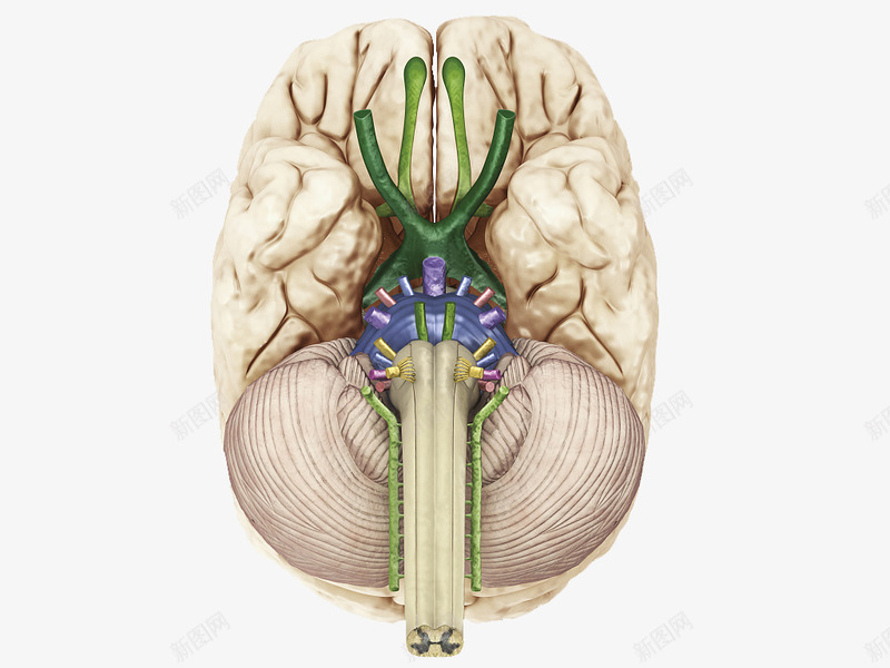 大脑神经png免抠素材_88icon https://88icon.com 人体经脉 人体结构 动物血管 叶脉 心血管系统 生物医学插图 脉管束