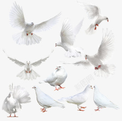 捷克布拉格创意白色布拉格广场上的鸽子高清图片