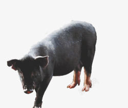 猪黑色严肃的黑猪高清图片