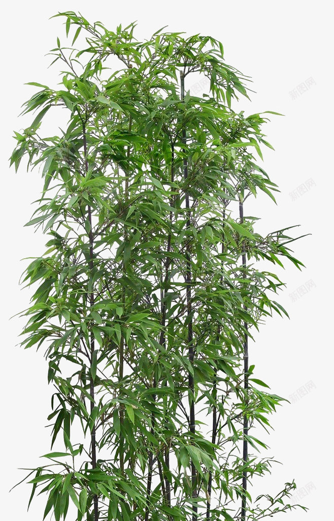 竹叶png免抠素材_88icon https://88icon.com 植物 竹子 竹林 绿色