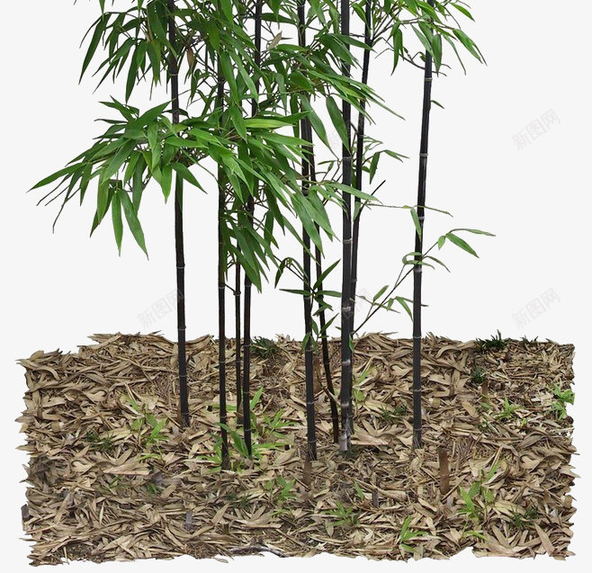 竹叶png免抠素材_88icon https://88icon.com 植物 竹子 竹林 绿色