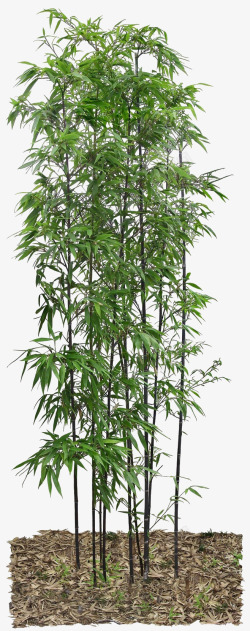 绿色竹子竹筒背景竹叶高清图片