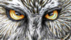 灰色猫头鹰猫头鹰线绘高清图片