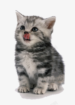 饿等待喂食物的一只小猫高清图片