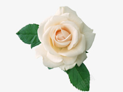 傲娇傲娇的白玫瑰高清图片