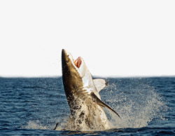 跃起的鱼跃出海面的凶悍鲨鱼高清图片