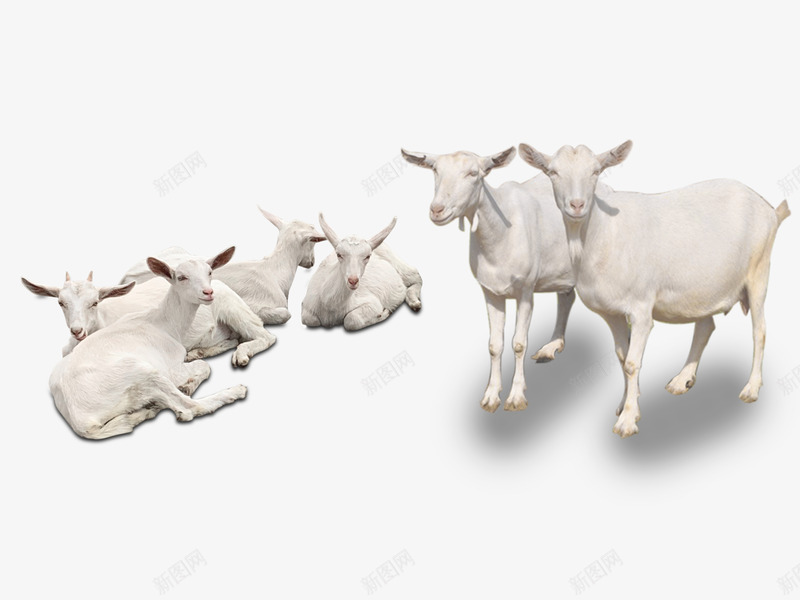 羊奶山羊山羊多只羊png免抠素材_88icon https://88icon.com 群羊 大羊 奶山羊 小羊 山羊 可爱 白色  食草动物 家畜 哺乳动物