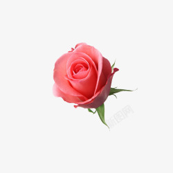 精美鲜花粉红的玫瑰高清图片