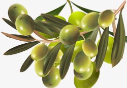 油橄榄油橄榄营养品高清图片