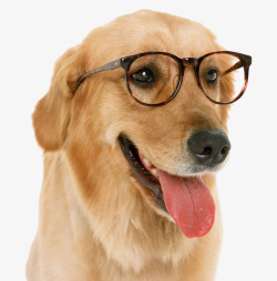戴眼镜的金毛狗狗素材