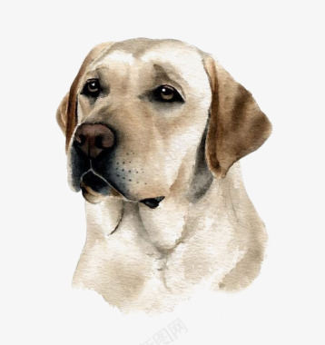 卡通手机图标矢拉布拉多宠物犬图标图标