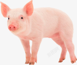 粉色小猪素材家养小猪高清图片