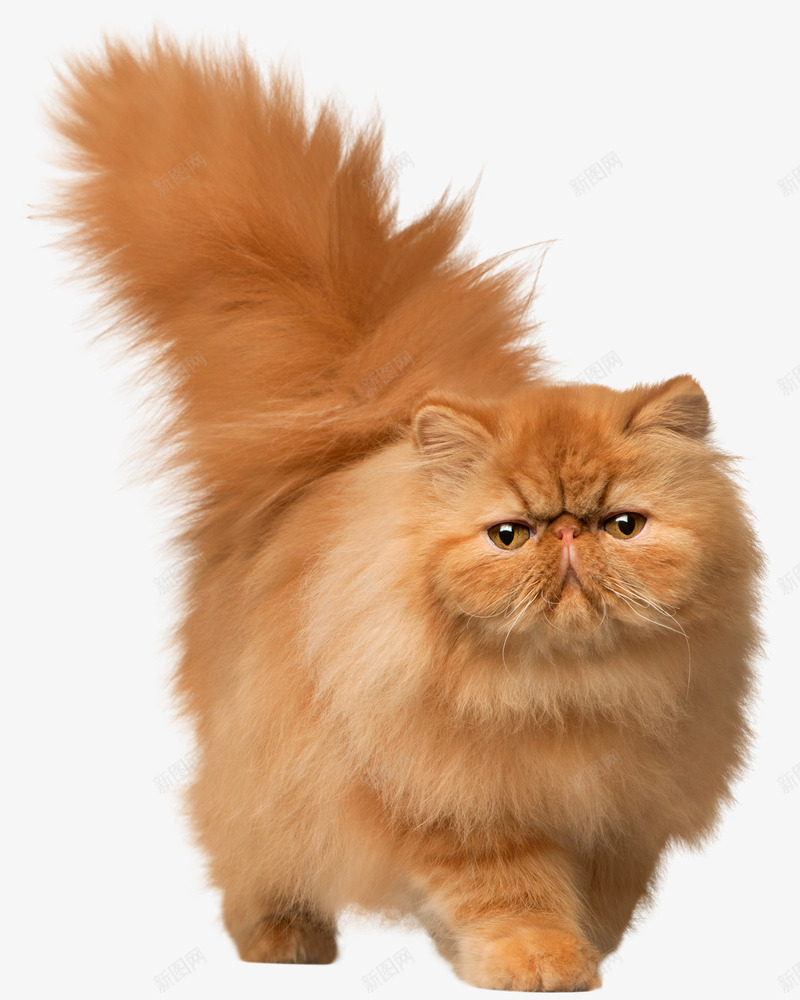 猫波斯猫黄色的猫png免抠素材_88icon https://88icon.com 波斯猫 猫 竖尾巴的猫 黄色波斯猫 黄色的猫