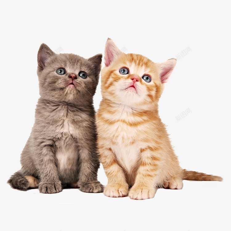两只小猫咪png免抠素材_88icon https://88icon.com 动物 卖萌小猫 可爱 可爱小猫呆萌小猫 可爱小猫咪 可爱猫咪 呆萌小猫 呆萌小猫图片 宠物 宠物活体免抠 家宠 小猫 猫咪 萌宠