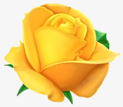 黄玫瑰美丽迷人素材