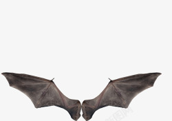 唯美神圣蝙蝠翅膀高清图片