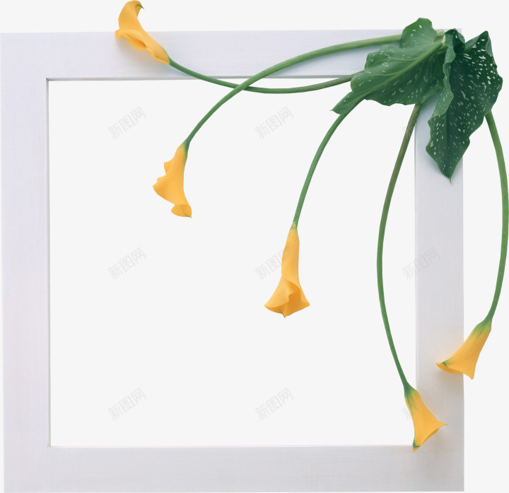 百合装饰白色相框png免抠素材_88icon https://88icon.com 摄影 白色 相框 相框元素 装饰图案 黄色百合