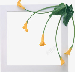 百合装饰白色相框素材