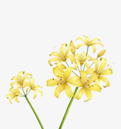 茎科黄花黄色花枝高清图片