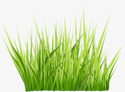 矢量芒草绿色草丛装饰图案高清图片