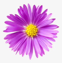 紫色植物黄色果子的一朵大花实物素材