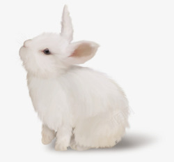 产品动物实拍白色兔子高清图片