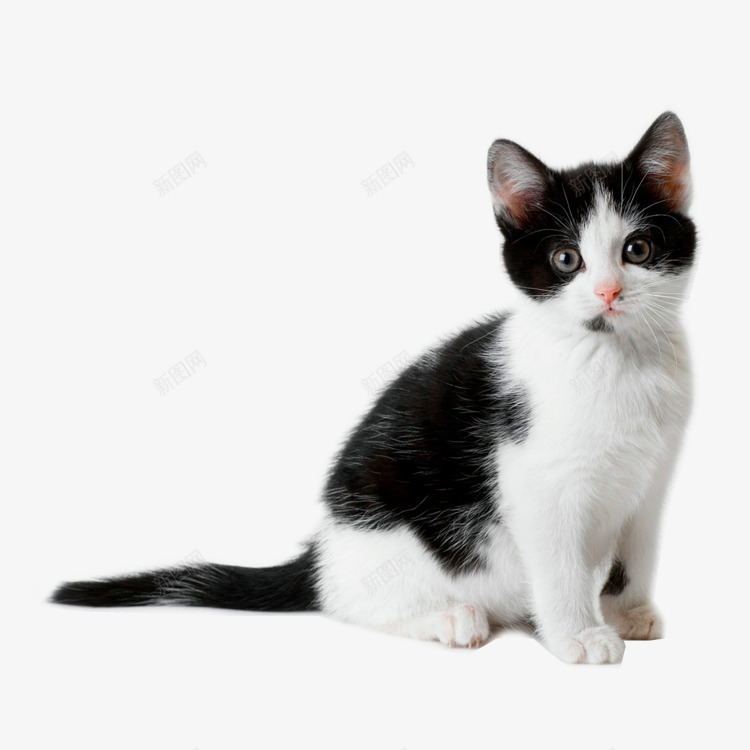 黑白猫咪png免抠素材_88icon https://88icon.com 动物 可爱 猫 猫咪 猫尾
