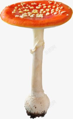 橙色大蘑菇素材