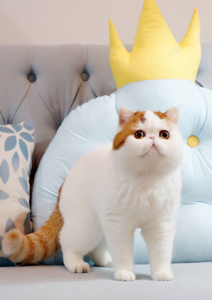 抱枕白色猫咪png免抠素材_88icon https://88icon.com 白色 素材