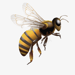 蜜蜂png免抠素材_88icon https://88icon.com 动物 蜂类 蜂蜜 蜜蜂