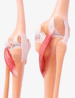 膝盖关节素材