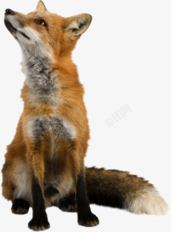 狡猾狐狸狐狸高清图片